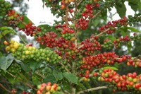 /album/www-kqe-ch/coffee-boquete-jpg/